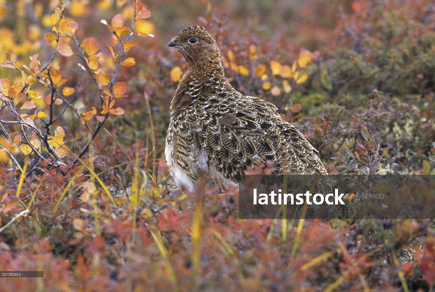 Ptarmigan del sauce (Lagopus lagopus) camuflado en tundra otoño, Parque Nacional de Denali y Preserv