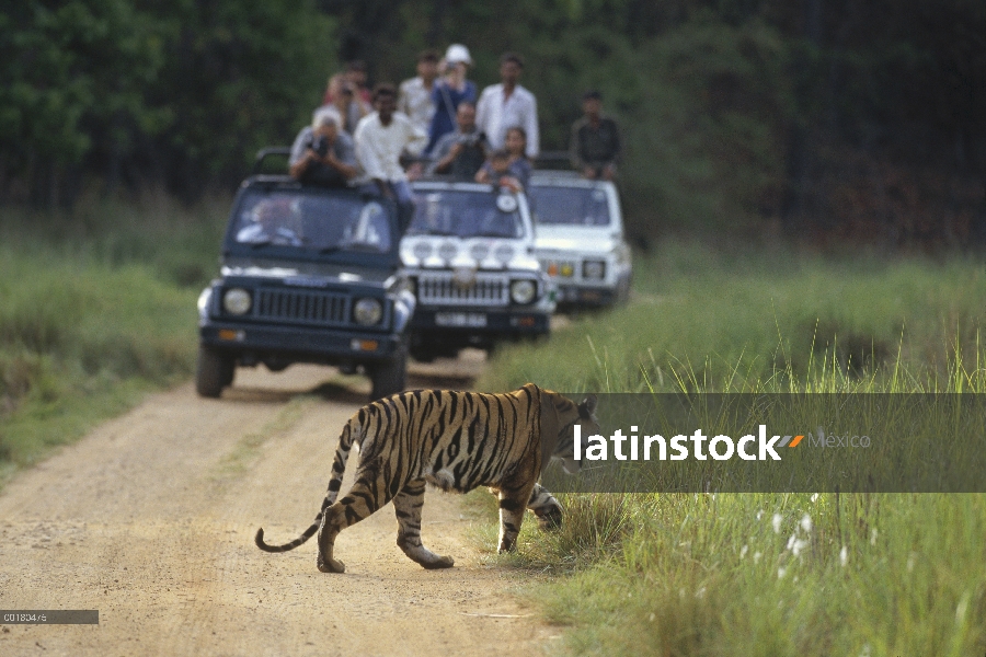 Tigre de Bengala (Panthera tigris tigris) cruzando la calle frente a vehículos de turismo, Parque Na