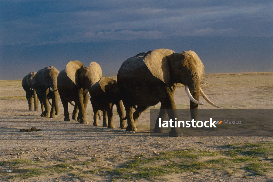 Manada de elefante africano (Loxodonta africana) en una línea, África