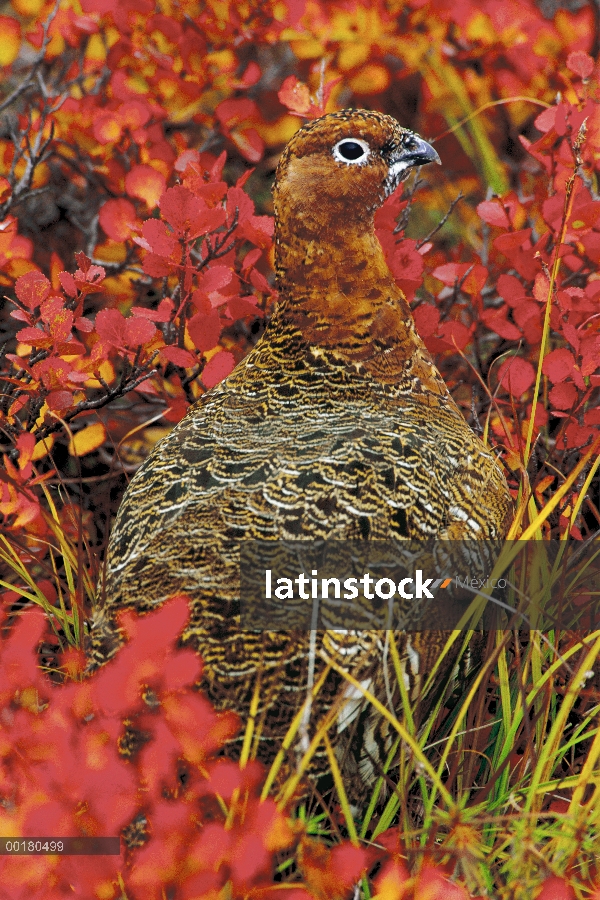 Retrato de sauce perdiz nival (Lagopus lagopus), América del norte