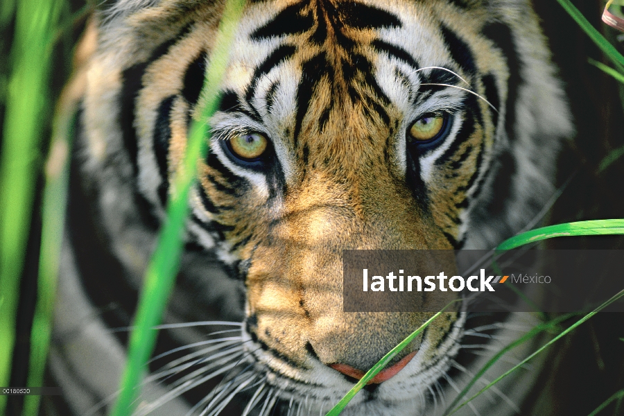 Tigre de Bengala (Panthera tigris tigris) cerrar de ojos, India