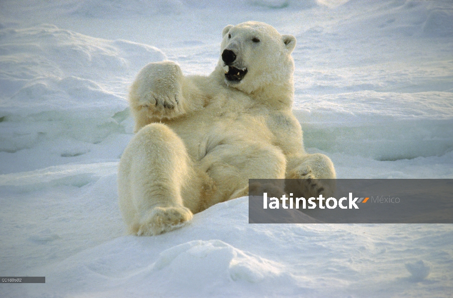 Oso polar (Ursus maritimus) en la nieve, la bahía de Hudson, Churchill, Manitoba, Canadá