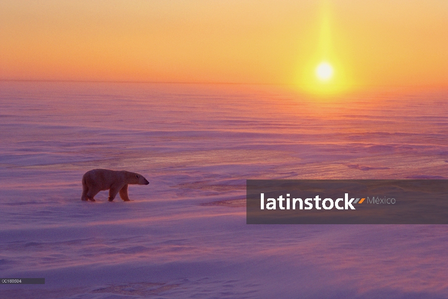 Oso polar (Ursus maritimus) caminando en el hielo al atardecer, Churchill, Manitoba, Canadá