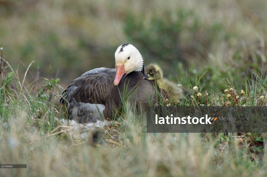 Padre de ganso de la nieve (Chen caerulescens) en fase de color azul con gosling, Bahía de Hudson, C