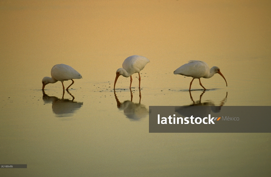 Trío de Ibis blanco (Eudocimus albus), alimentación en puesta del sol, Ding Darling National Wildlif