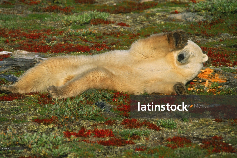 Oso polar (Ursus maritimus) en la tundra en primavera, Churchill, Manitoba, Canadá