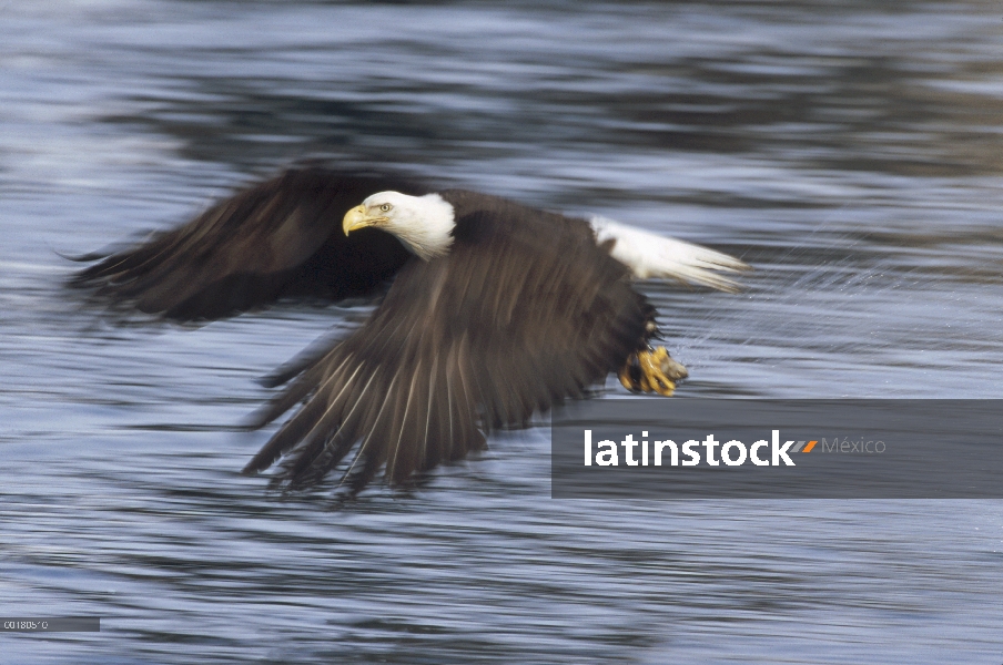 Volando con el águila calva (Haliaeetus leucocephalus) capturado peces en garras, Homer, Alaska