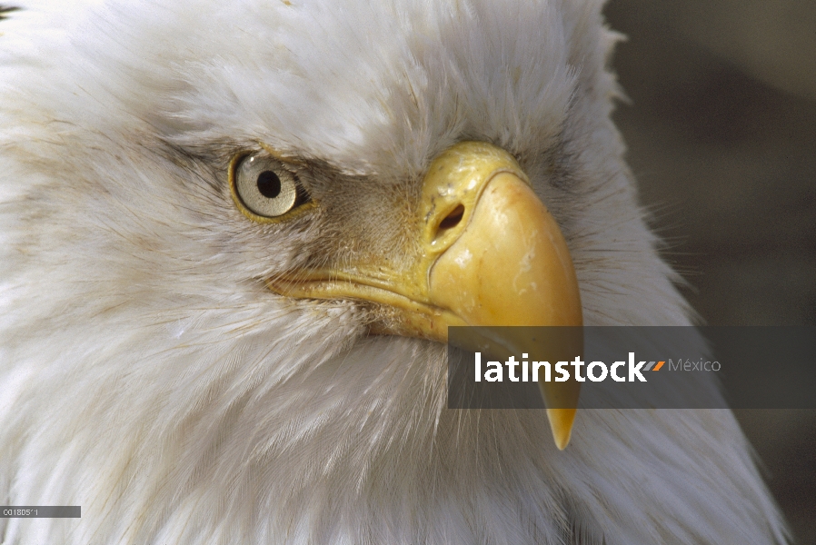 Retrato de águila calva (Haliaeetus leucocephalus), Homer, Alaska