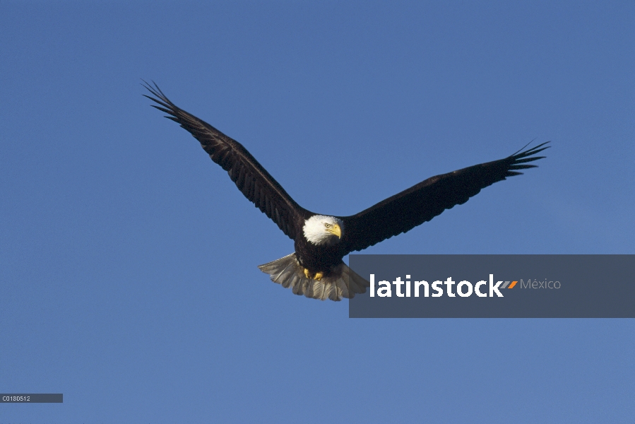 Vuelo de águila calva (Haliaeetus leucocephalus), Homer, Alaska