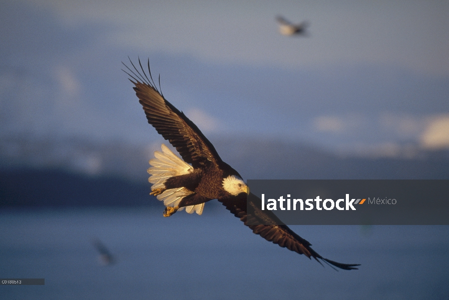 Vuelo de águila calva (Haliaeetus leucocephalus), Homer, Alaska