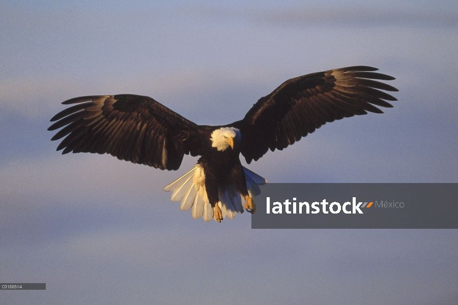 Águila calva (Haliaeetus leucocephalus), volando con las garras hacia fuera, Homer, Alaska