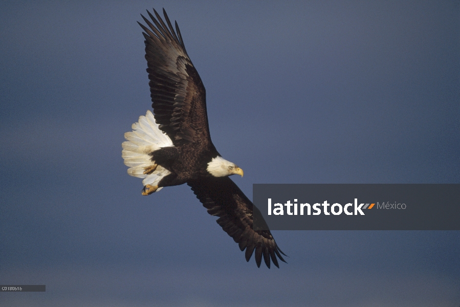 Vuelo de águila calva (Haliaeetus leucocephalus), Homer, Alaska