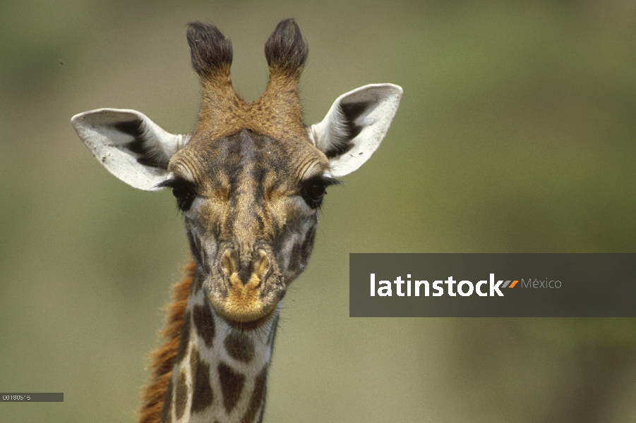 Jirafa (Giraffa sp) cerca de la cabeza, África