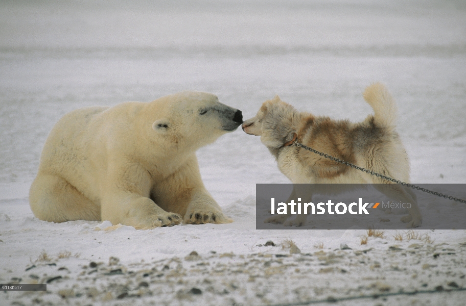 Oso polar (Ursus maritimus) investigando encadenado perro de trineo, Churchill, Manitoba, Canadá