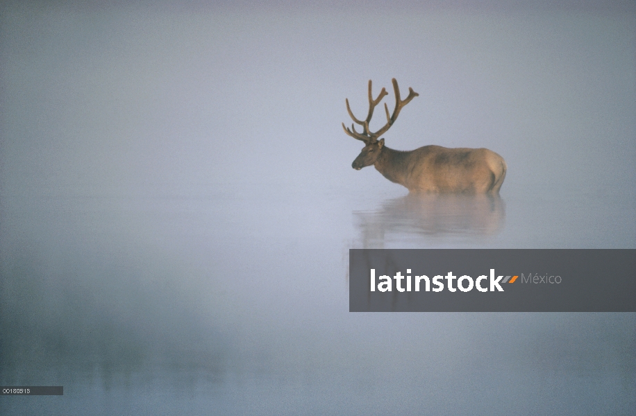 Elk (Cervus elaphus) en aguas brumosas, Parque Nacional de Yellowstone, Wyoming