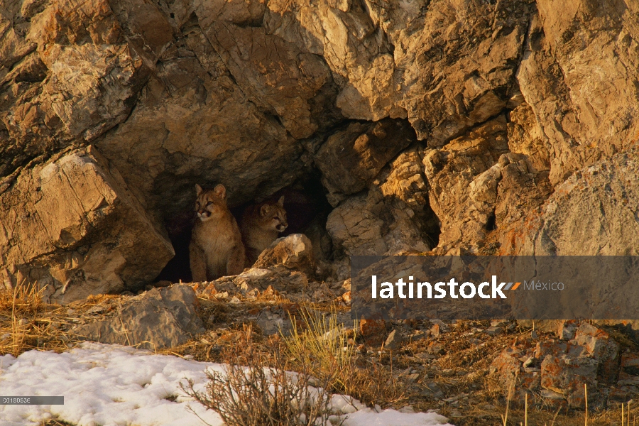 Cachorros de León de montaña (Puma concolor), varón y hembras, en den, Miller Butte, nacional Elk re