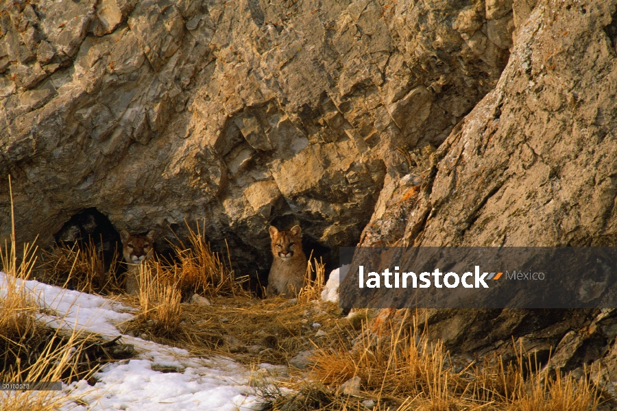 León de montaña (Puma concolor) madre y cachorro hembra en den, Miller Butte, nacional Elk refugio, 