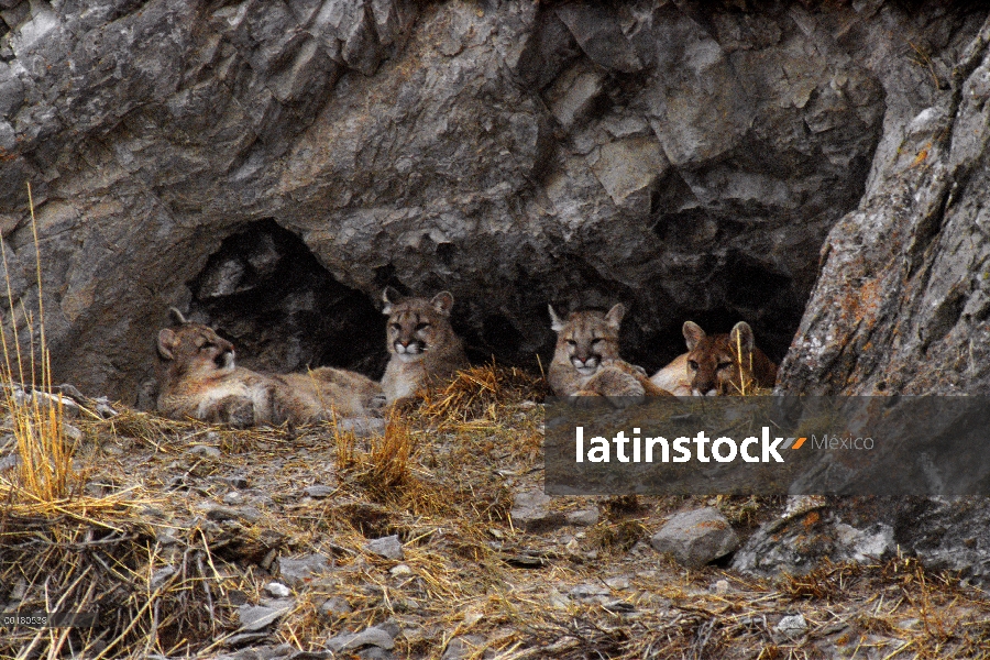 Familia de León de montaña (Puma concolor) en la entrada de den, Miller Butte, Refugio Nacional de E