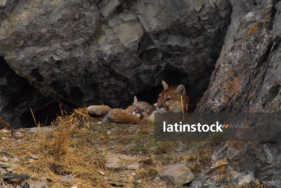 Madre de León de montaña (Puma concolor) y cub para dormir en la entrada de den, Miller Butte, Refug