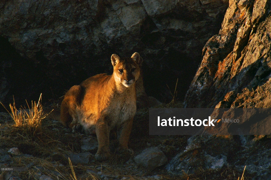 Retrato de León de montaña (Puma concolor) de la madre fuera de su guarida, Miller Butte, Refugio Na