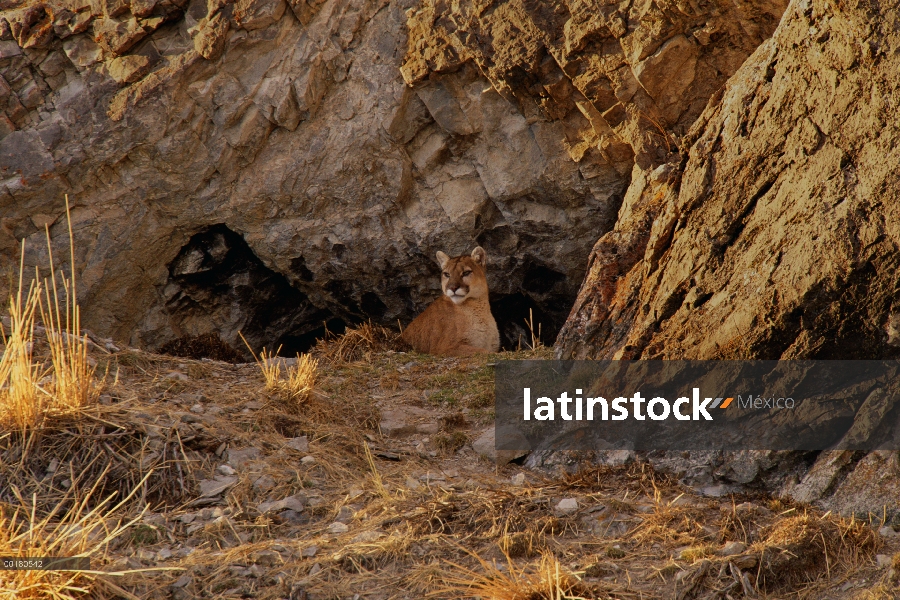 Madre de León de montaña (Puma concolor) en la entrada de den, Miller Butte, Refugio Nacional de Elk