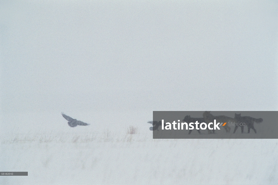 Lobo (Canis lupus) y grupo Raven común (corax de Corvus) jugar en la nieve, Refugio Nacional de Elk,