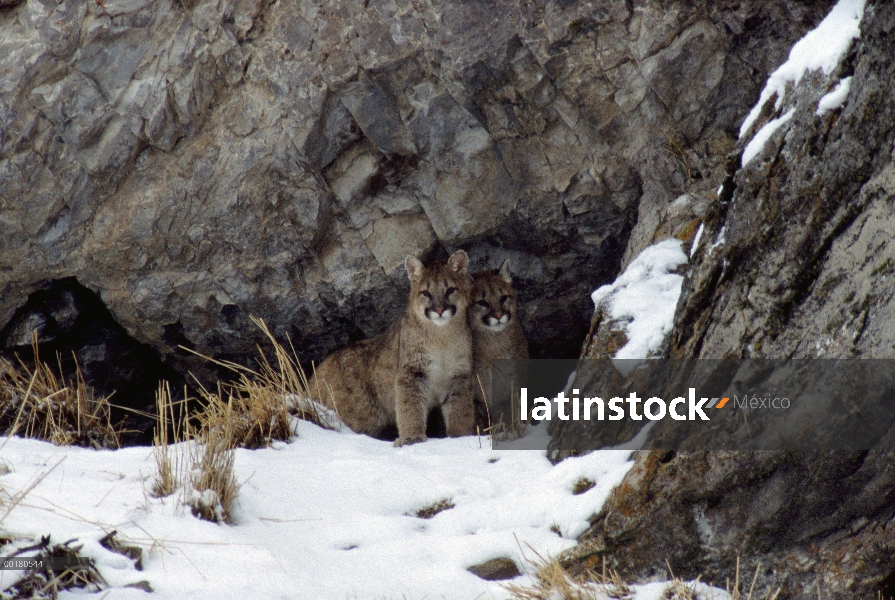 León de montaña (Puma concolor) cachorros machos y hembras en la entrada de den, Miller Butte, Refug