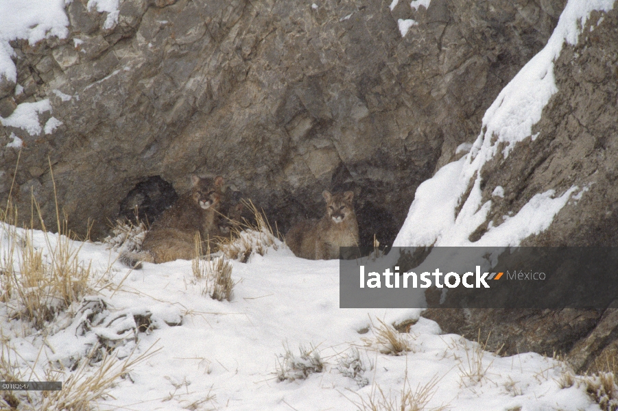 Cachorros de León de montaña (Puma concolor) en la entrada de den, Miller Butte, Refugio Nacional de