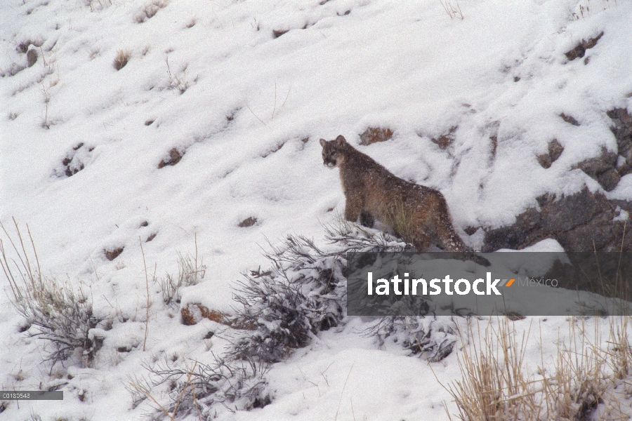 Empresas de cachorro de León de montaña (Puma concolor) de den, Miller Butte, Refugio Nacional de El