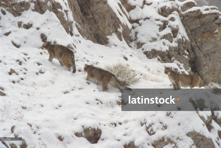 Cachorros de León de montaña (Puma concolor) de escalada cerca de den, Miller Butte, Elk nacional re