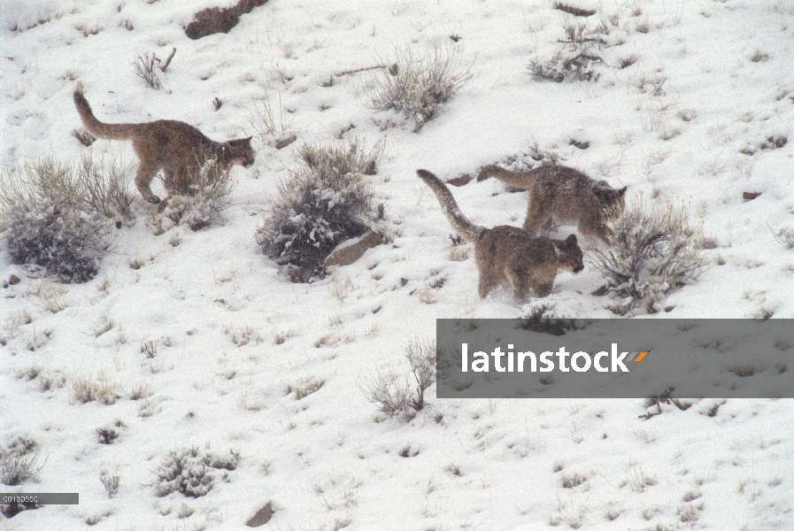 Cachorros de León de montaña (Puma concolor) funcionando, Refugio Nacional de Elk, Wyoming