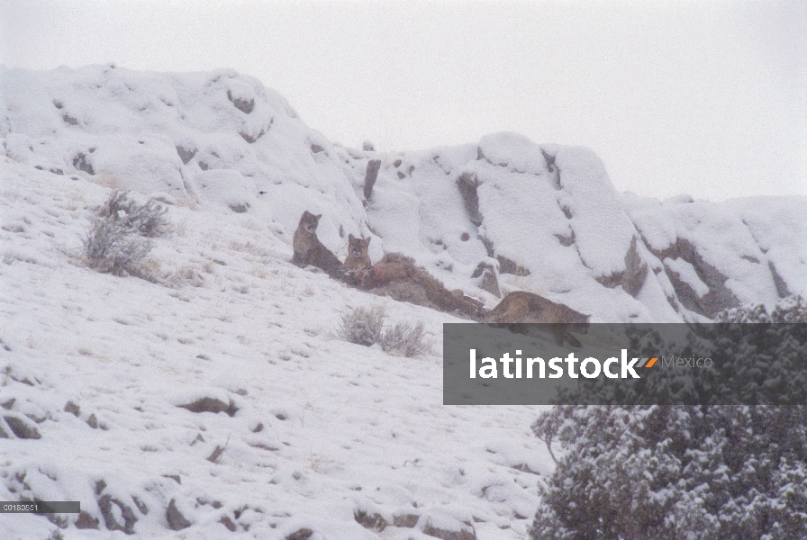 Familia de León de montaña (Puma concolor) con canal de Elk (Cervus elaphus), Butte Miller, nacional