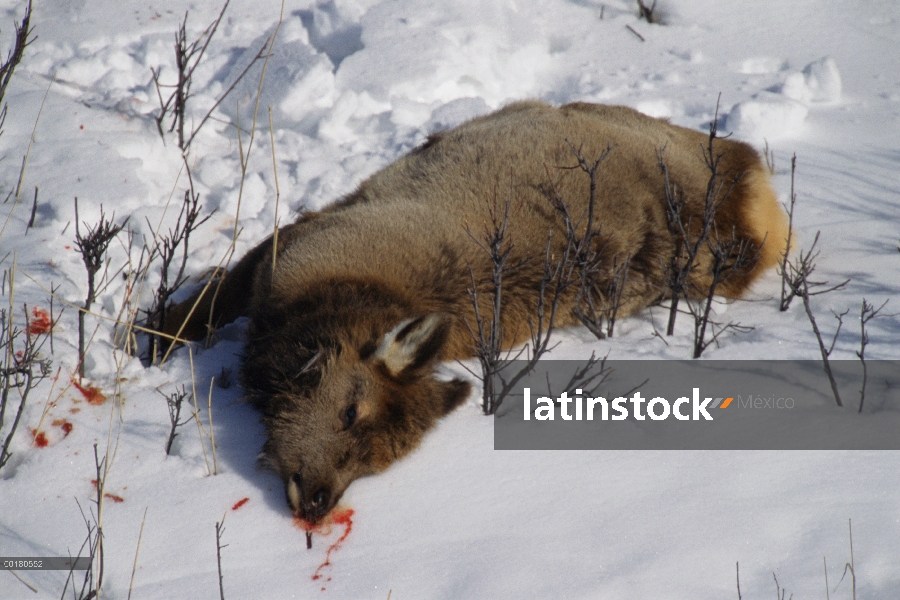 Becerro de Elk (Cervus elaphus) asesinado por León de montaña (Puma concolor), el Refugio Nacional d