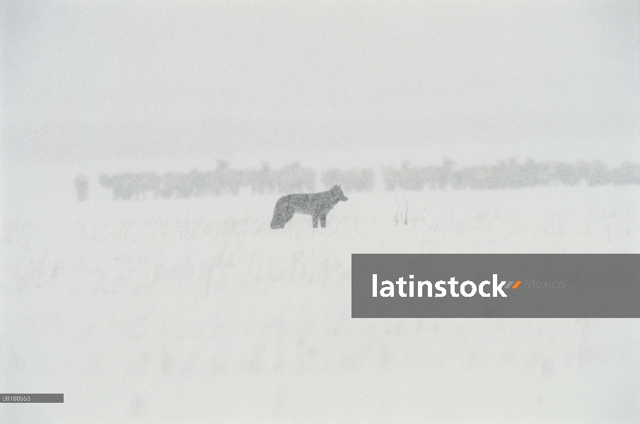 Manada de lobo (Canis lupus) con Elk (Cervus elaphus) en la distancia, Refugio Nacional de Elk, Wyom