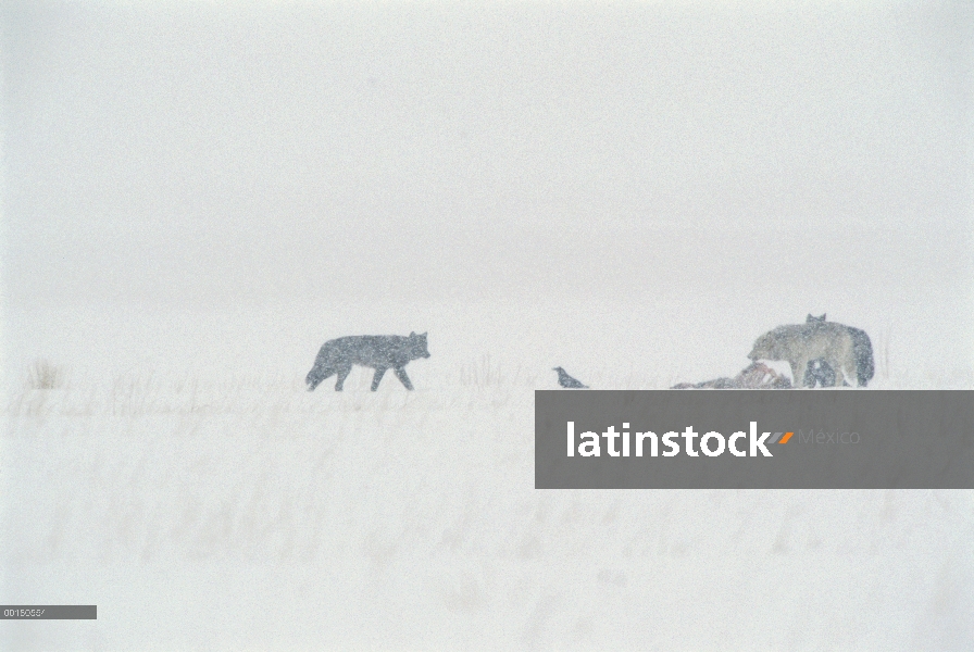 Grupo lobo (Canis lupus) y el cuervo común (Corvus corax) se alimentan de canal de Elk (Cervus elaph