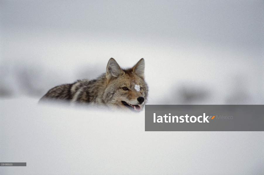 Coyote (Canis latrans) detrás de nieve, Wyoming a la deriva