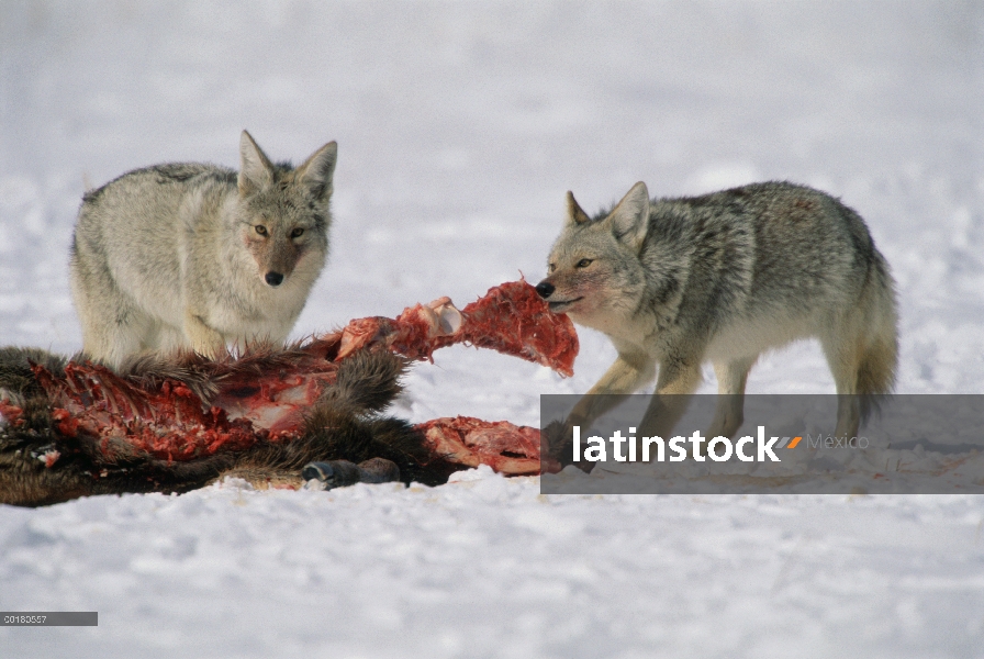 Par de Coyote (Canis latrans) barrido en Elk (Cervus elaphus) matado por los lobos, Refugio Nacional