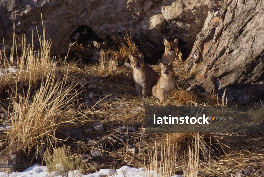 Madre de León de montaña (Puma concolor) y tres cachorros en entrada den, Miller Butte, Refugio Naci