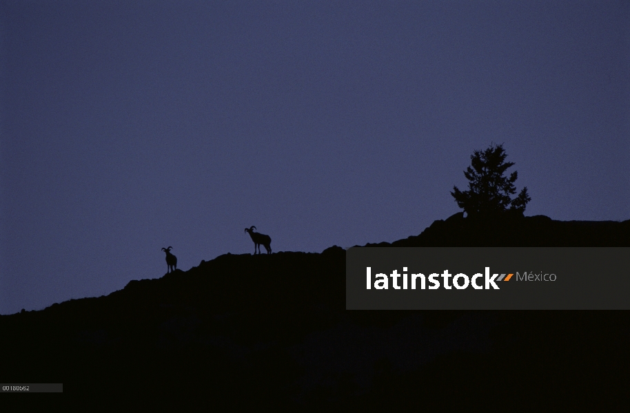 Borrego cimarrón (Ovis canadensis) en la noche, Miller Butte, nacional Elk refugio, Wyoming