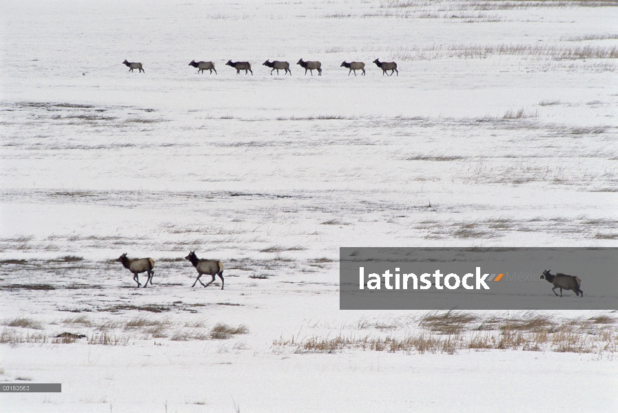 Elk (Cervus elaphus) las vacas del norte migrando, Elk nacional o Wapiti refugio, Wyoming