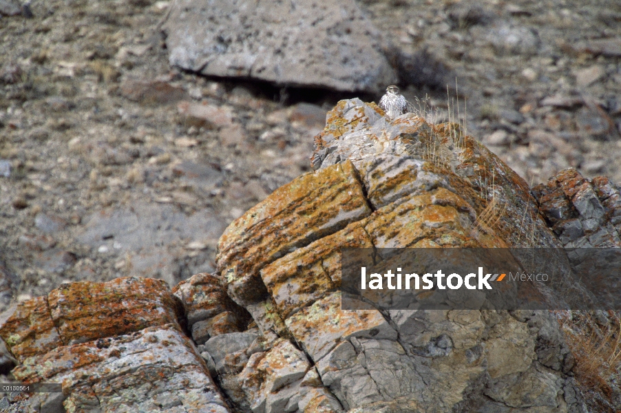 Halcón de la pradera (Falco mexicanus) refugiarse en afloramiento rocoso, Miller Butte, Refugio Naci