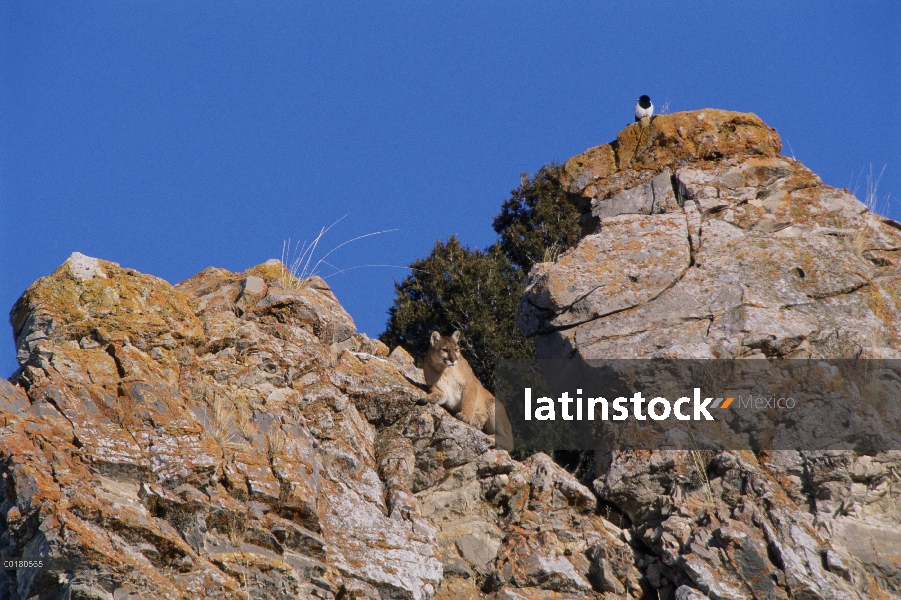 Madre de León de montaña (Puma concolor) y urraca en acantilado, Miller Butte, nacional Elk refugio,