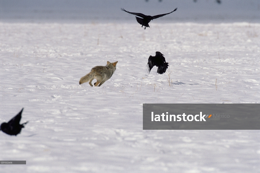 Coyote (Canis latrans) persiguiendo a Raven común (corax de Corvus) grupo Refugio Nacional de la Elk