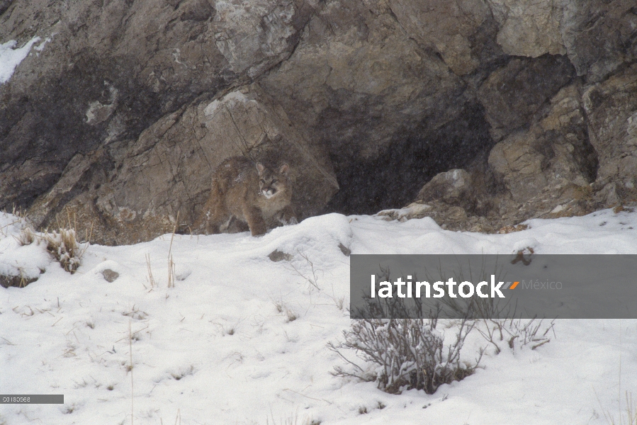 Cub del León de montaña (Puma concolor) aventurarse fuera de den, Miller Butte, nacional Elk refugio