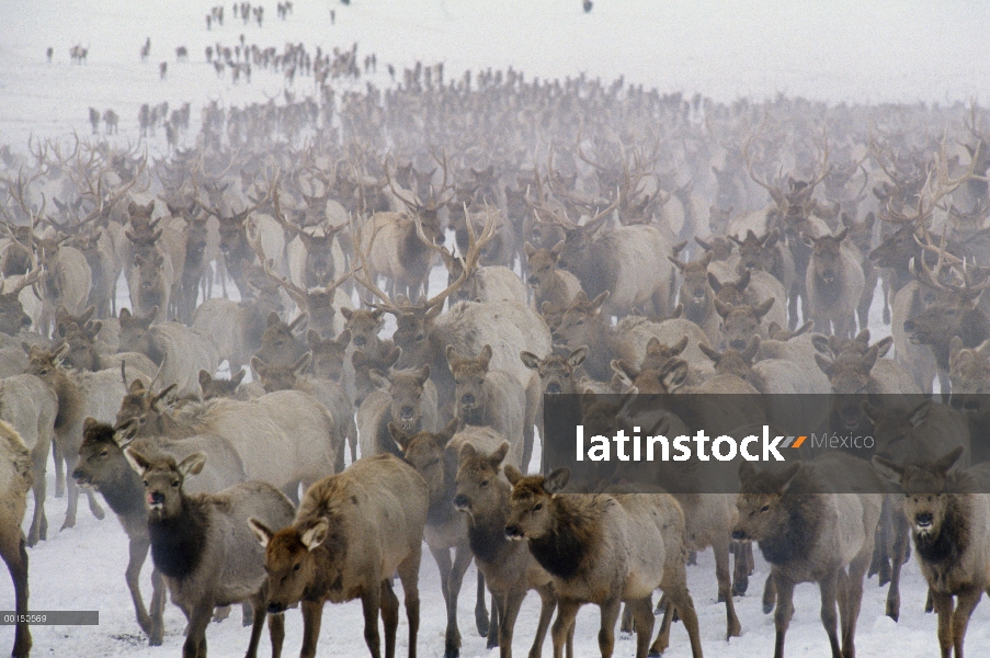 Wyoming de manada, Refugio Nacional de Elk, Elk (Cervus elaphus)