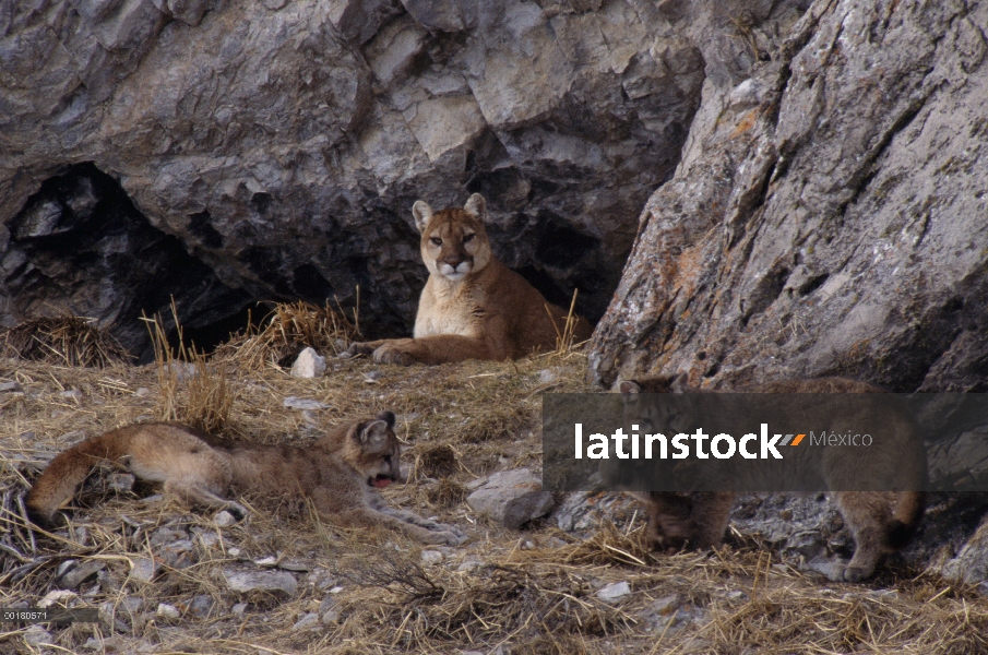 Madre de León de montaña (Puma concolor) viendo a dos cachorros jugando con Elk (Cervus elaphus) ocu