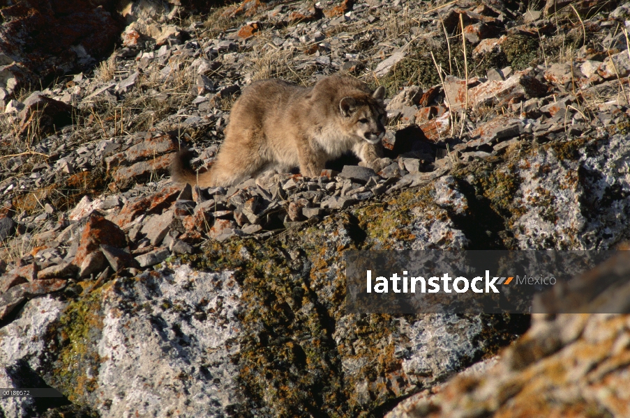 León de montaña (Puma concolor) cub acechaba aves Miller Butte, Refugio Nacional de Elk, Wyoming