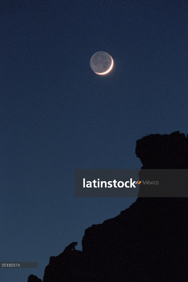 León de montaña (Puma concolor) de silueta y luna nueva, Miller Butte, Refugio Nacional de Elk, Wyom