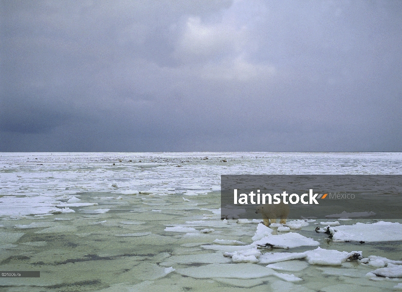 Hombre oso polar (Ursus maritimus) en el hielo roto, Parque Nacional de Wapusk, Manitoba, Canadá