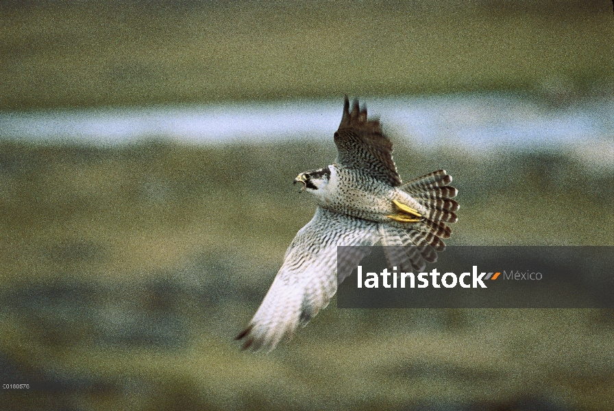 Halcón peregrino (Falco peregrinus) volando, Bahía Wager, territorios del noroeste, Canadá